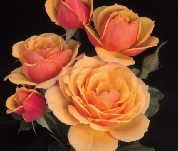 Bush Roses — Van Winden's